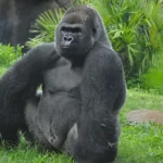 gorilla-uganda-1024x640