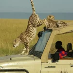 masai-mara-safari-kenya