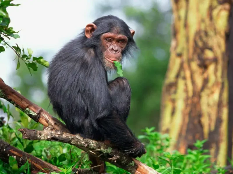 Chimpanzee Tracking in Uganda Africa Safari Adventures