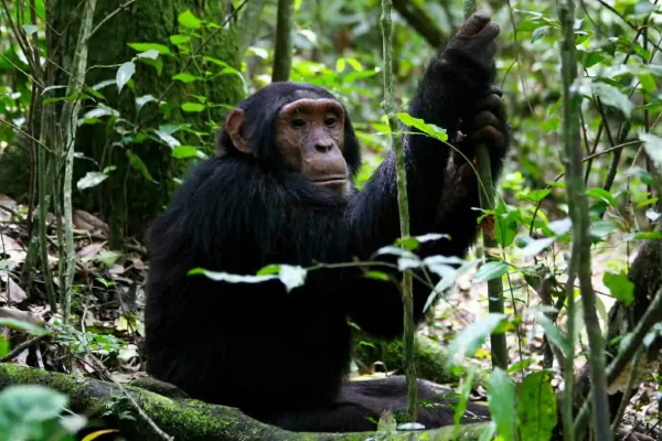 Chimpanzee Tracking in Uganda 10 Days Best of Uganda Safari
