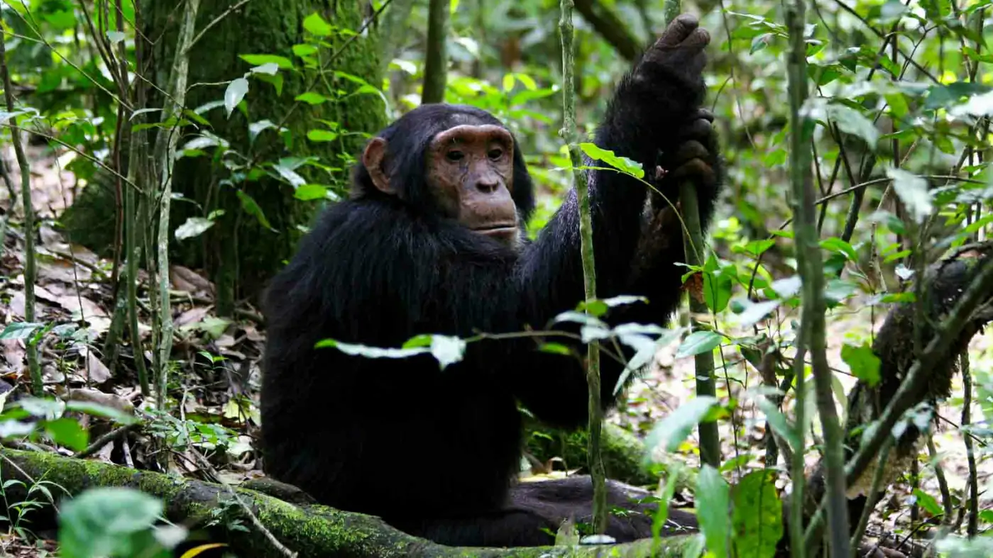 10 Days Best of Uganda Safari