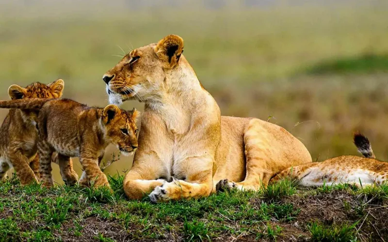 Big Five & Primate Safari Big Five & Primate Safari