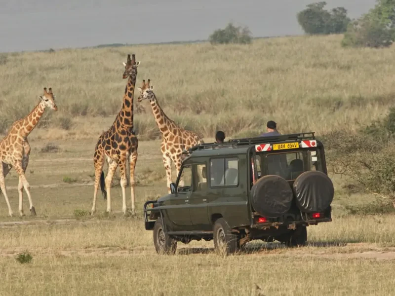 7 Days Northern Circuit Wildlife Safari 7 Days Northern Circuit Wildlife Safari