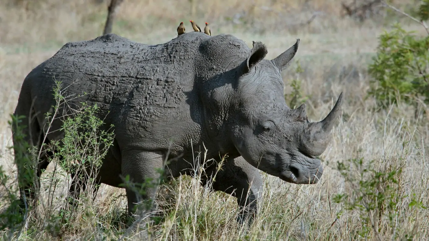 Africa Safari Adventures