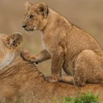 Maasai-Mara-Lion-Safari