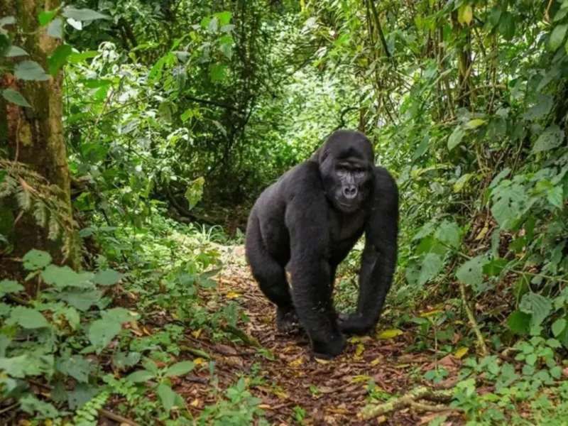 Gorilla Trekking in Uganda Africa Safari Adventures