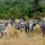 Zebra-in-Lake-Mburo-National-Park-05