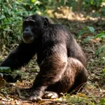 chimpanzee-tracking-Safari