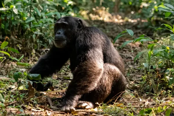 Nyungwe Forest National Park