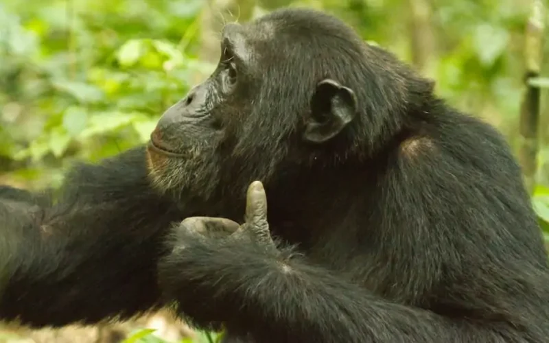 Chimpanzee Tracking in Rwanda Chimpanzee Tracking in Rwanda