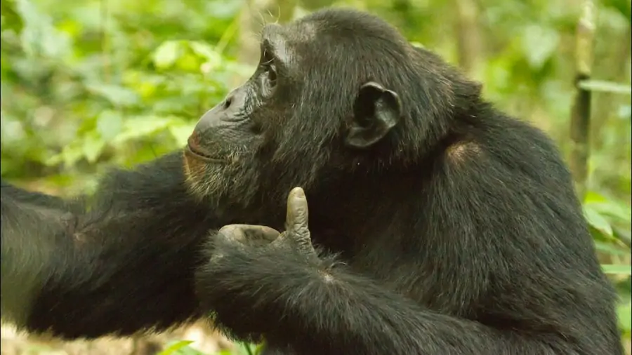 Chimpanzee Tracking in Rwanda