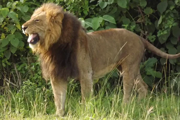 lion-tracking-experience-in-Queen-Elizabeth-National-Park Lion Tracking