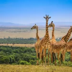 masai-mara-safari