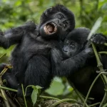mountain-gorillas