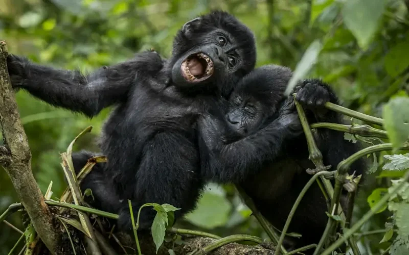 Uganda Gorilla Trekking Uganda Gorilla Trekking