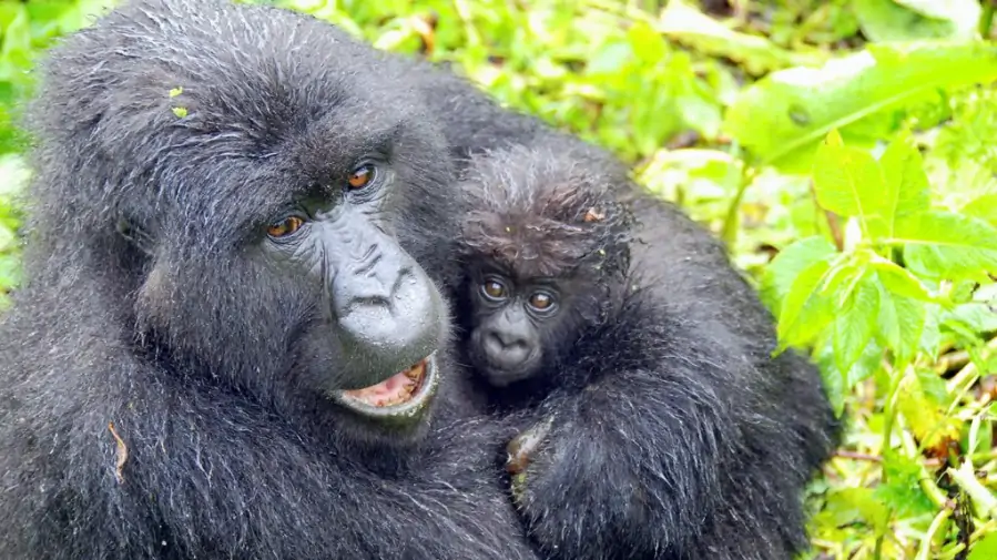 Gorilla and Golden Monkey Safari