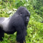 moutain-gorilla3-1024x640