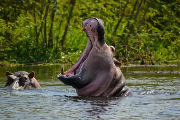 Lake Mburo National Park