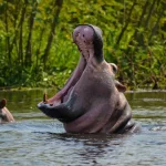 murchison-falls-uganda-boat-views