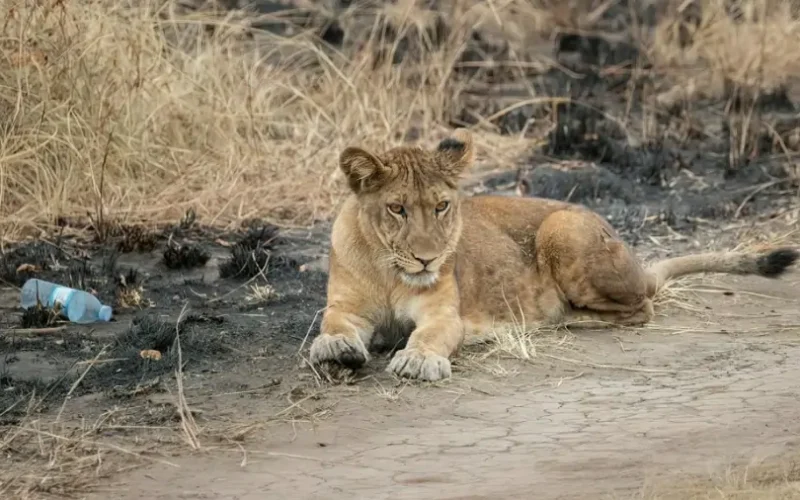 Kenya Wildlife Safaris Africa Adventures