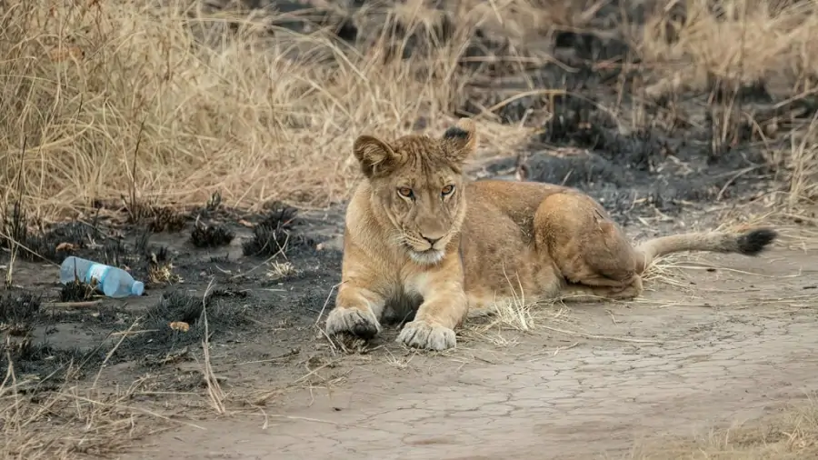 Africa Adventures