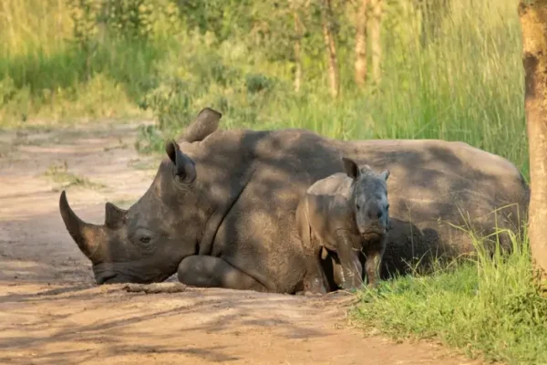 13-Day Uganda Big Five Safari & Gorilla Trekking Tour