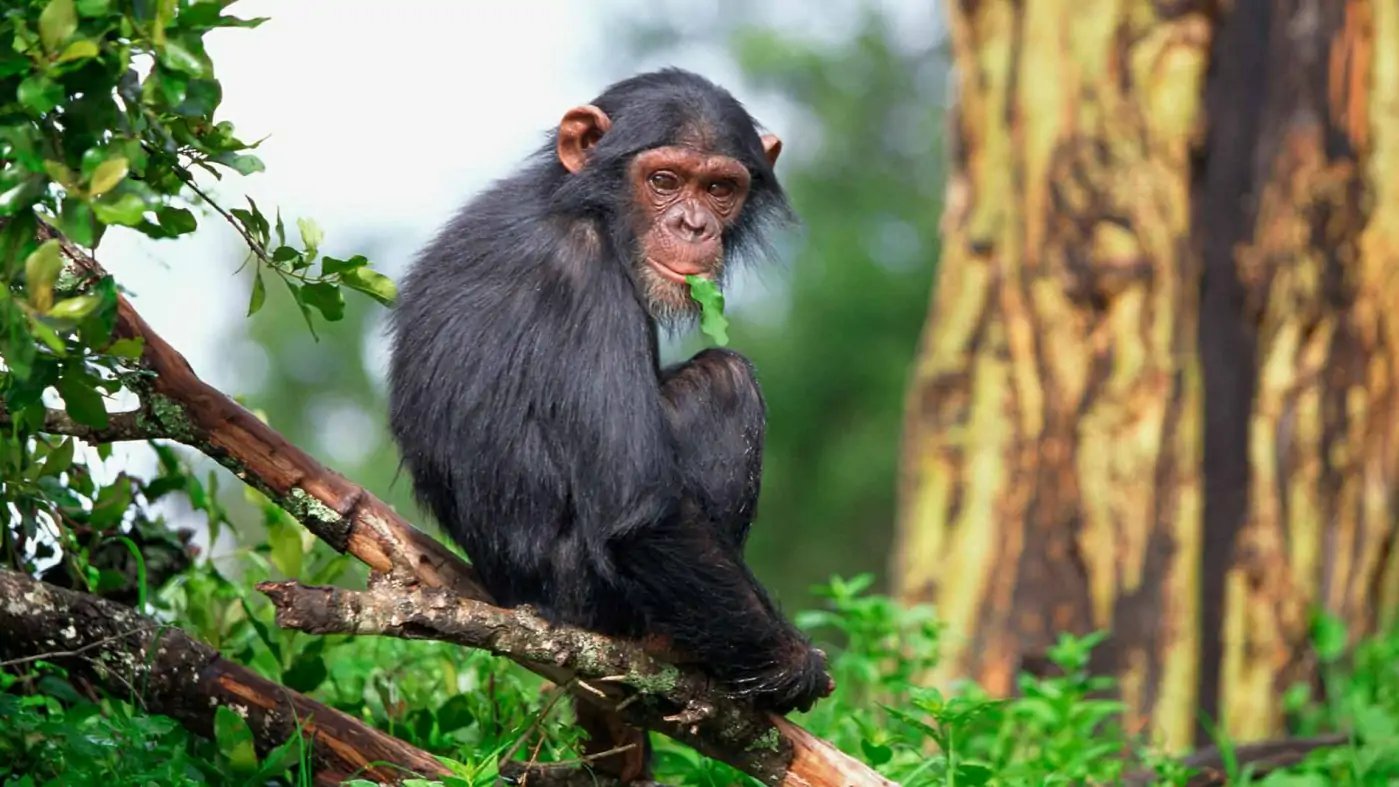 Kibale Chimpanzee Trekking Tour for 3 day
