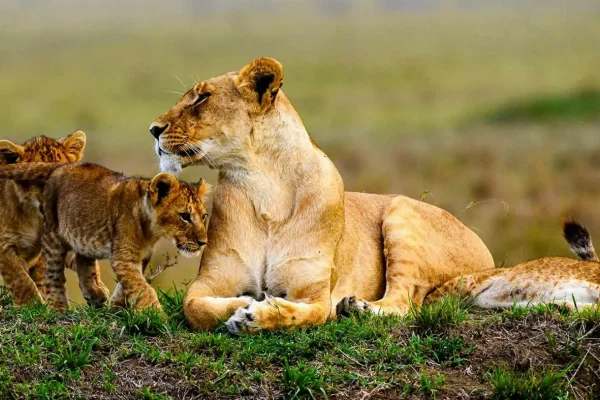 7 Days Uganda Safari