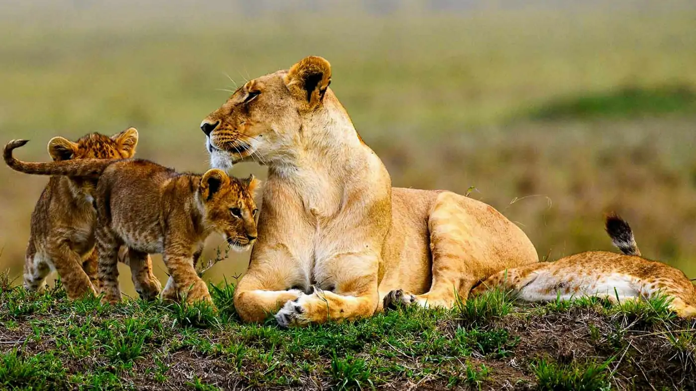 7 Days Uganda Safari