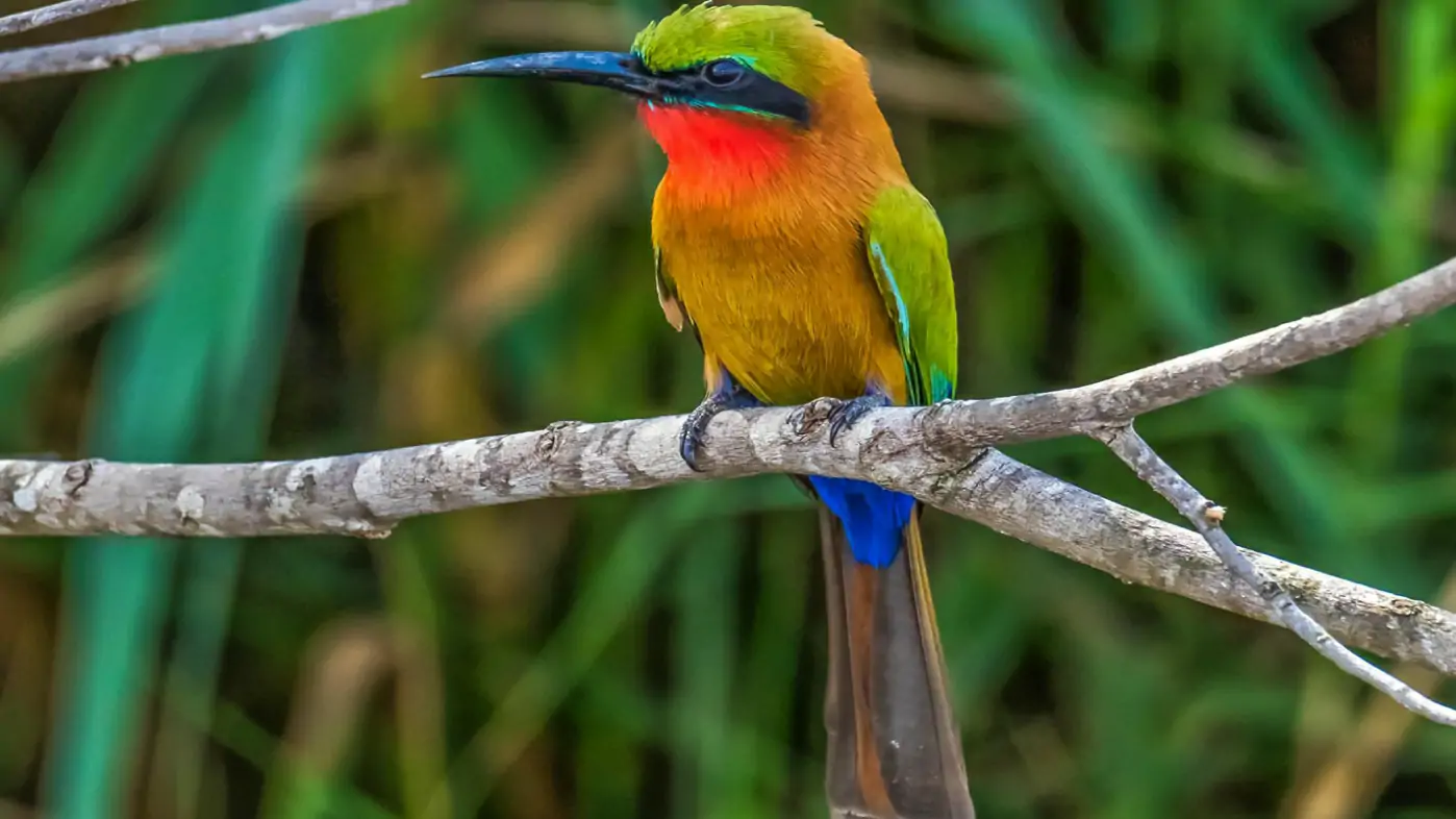 Birding Watching Safaris In Semuliki National Park