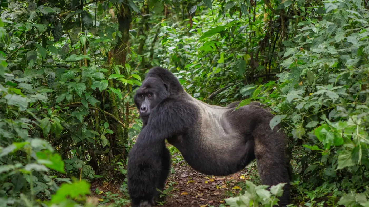 Gorilla Trekking Checklist
