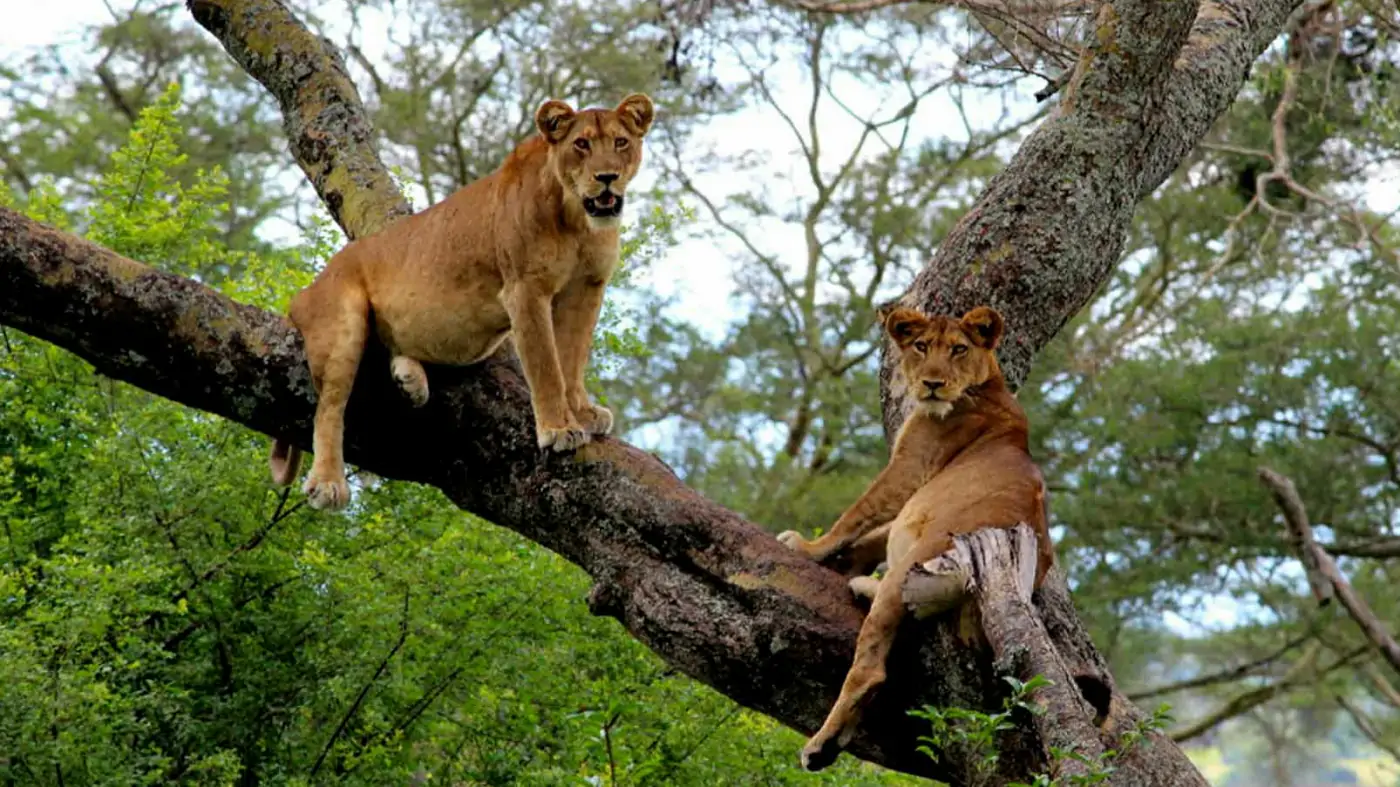 Primate and Queen Wildlife Safari