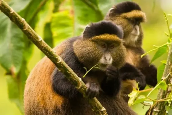5 Days Golden Monkeys, Bwindi Gorillas and Kibale Chimp Trek Mgahinga Gorilla Trekking and Golden Monkey Tracking in Mgahinga National Park, Uganda