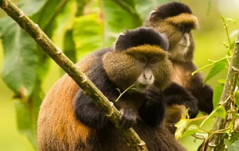 5 Days Golden Monkeys, Bwindi Gorillas and Kibale Chimp Trek Mgahinga Gorilla Trekking and Golden Monkey Tracking in Mgahinga National Park, Uganda