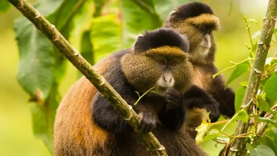 Mgahinga Gorilla Trekking and Golden Monkey Tracking in Mgahinga National Park, Uganda