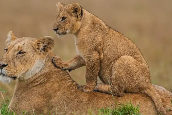 16 Days | 15 Nights Uganda, Kenya & Tanzania Wildlife Safari