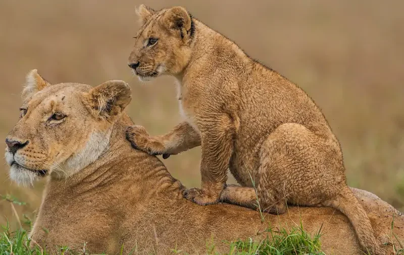 16 Days | 15 Nights Uganda, Kenya & Tanzania Wildlife Safari 16 Days | 15 Nights Uganda, Kenya & Tanzania Wildlife Safari