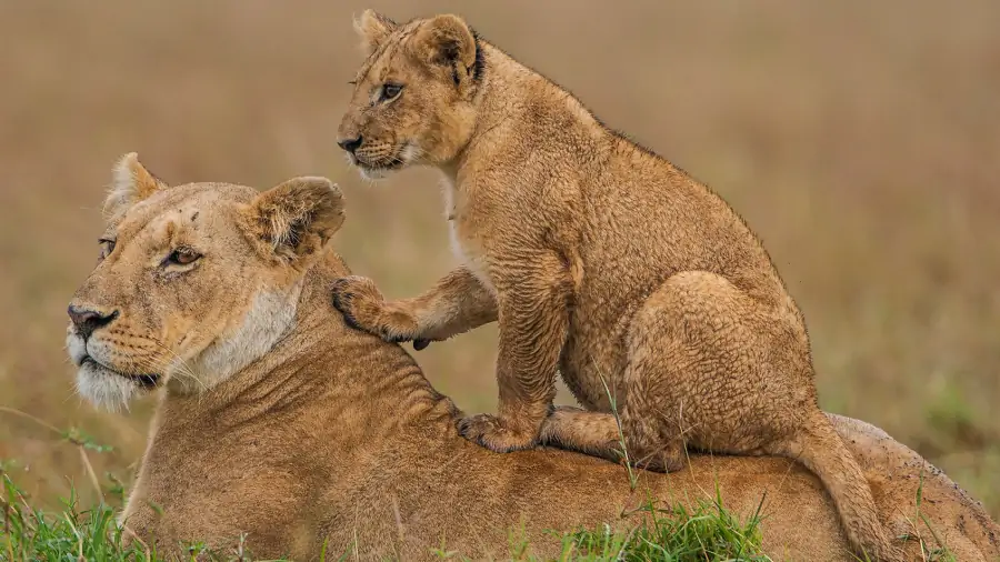 16 Days | 15 Nights Uganda, Kenya & Tanzania Wildlife Safari