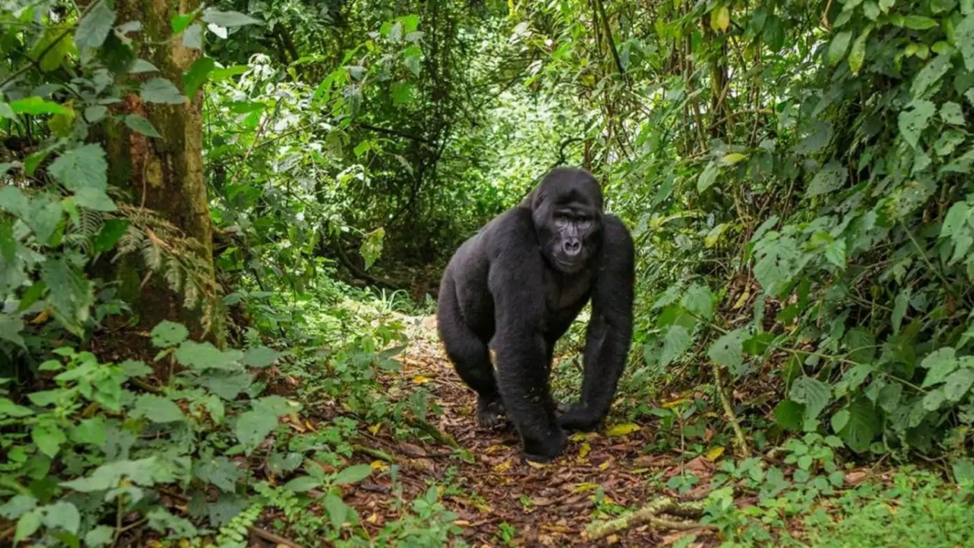 2 Day Bwindi Gorilla trek