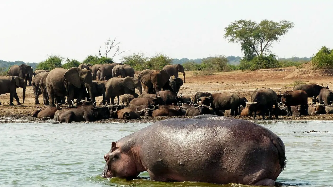 Queen Elizabeth National Park