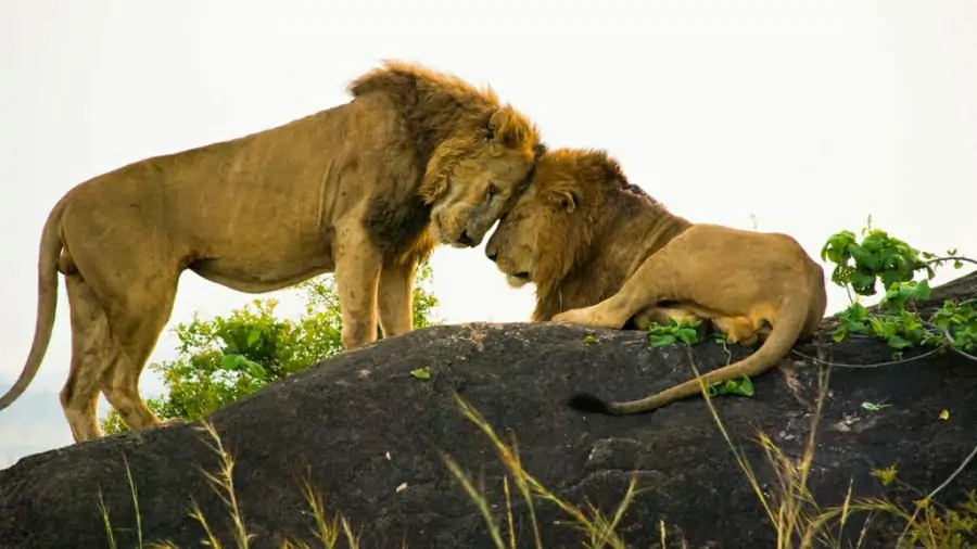 Classic Uganda Safari for 8 Days
