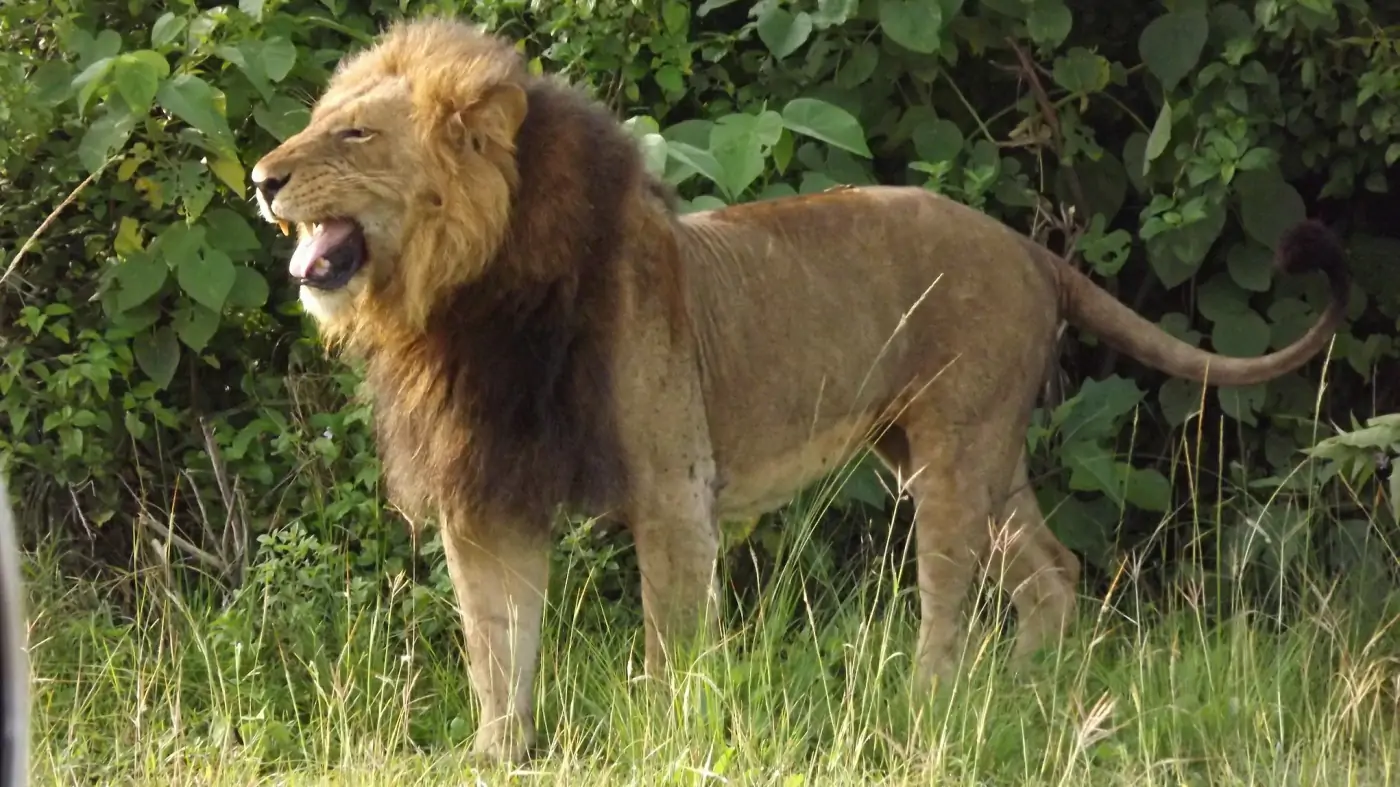 Africa Safari Adventures