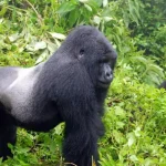 moutain-gorilla3-1024x640