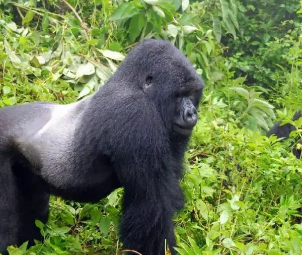 moutain-gorilla3-1024x640 Mgahinga Gorilla Trekking and Golden Monkey Tracking in Mgahinga National Park, Uganda