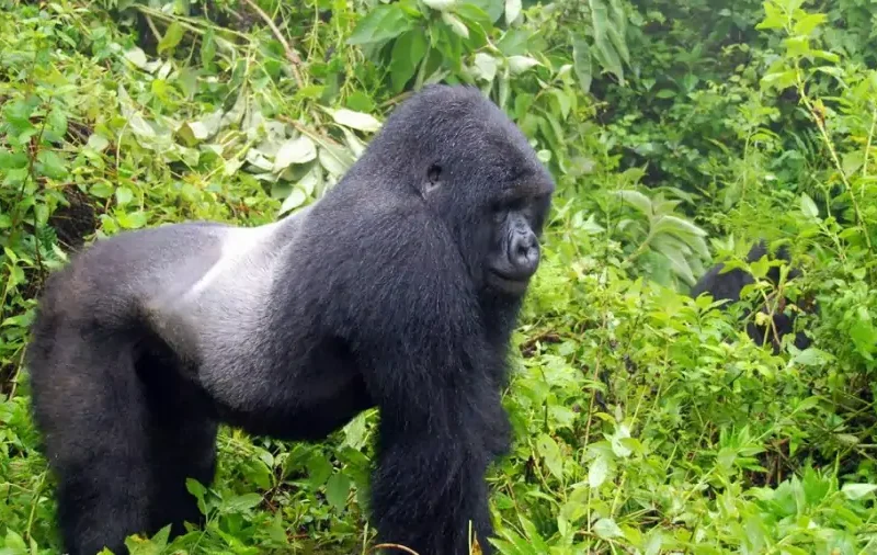 moutain-gorilla3-1024x640 Mgahinga Gorilla Trekking and Golden Monkey Tracking in Mgahinga National Park, Uganda