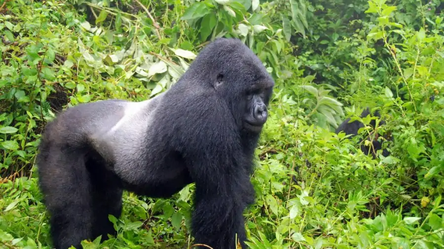 Mgahinga Gorilla Trekking and Golden Monkey Tracking in Mgahinga National Park, Uganda