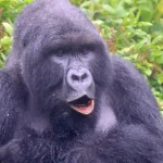 moutain-gorilla4-1024x640