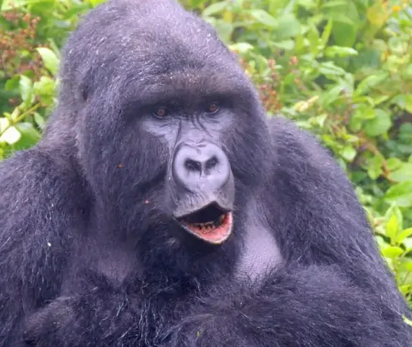 Uganda Gorilla Trekking Safari Uganda Gorilla Trekking Safari
