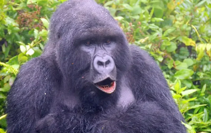 Uganda Gorilla Trekking Safari Uganda Gorilla Trekking Safari