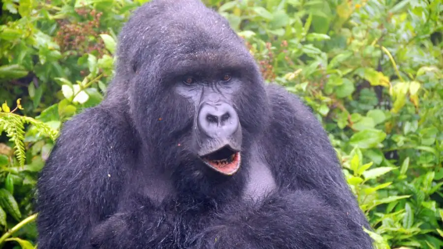 Uganda Gorilla Trekking Safari
